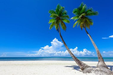 cennet tropikal beach palm