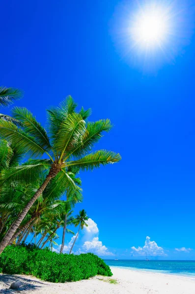 Palm ωκεανό ουρανό — Φωτογραφία Αρχείου