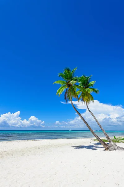 Cennet tropikal beach palm — Stok fotoğraf