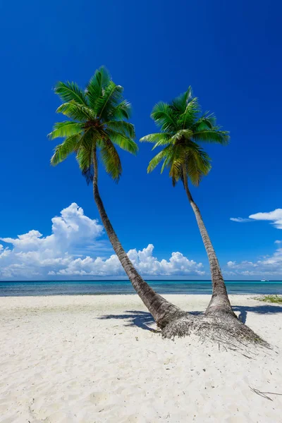 Paradise tropical beach palm — Stock Photo, Image