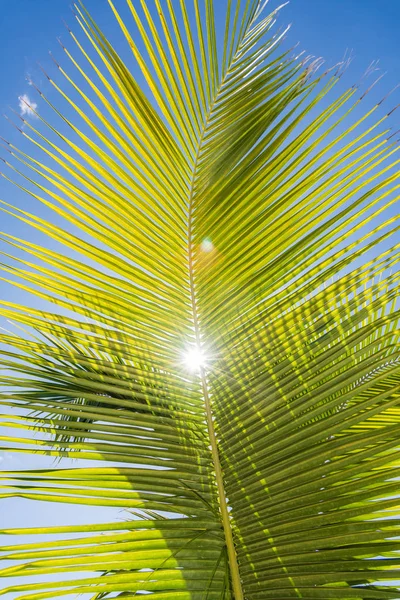 Palm океану небо — стокове фото