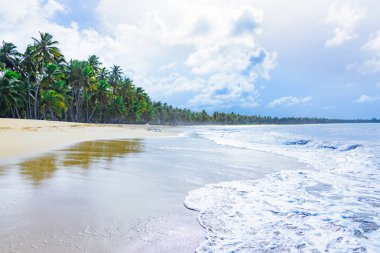 Palm okyanus gökyüzü