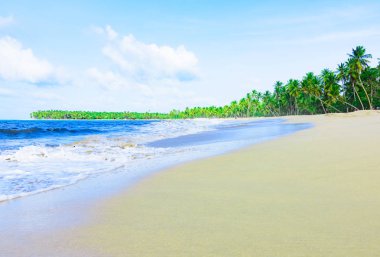 Palm okyanus gökyüzü