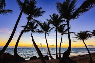 palmiye ağaçları günbatımı silüeti