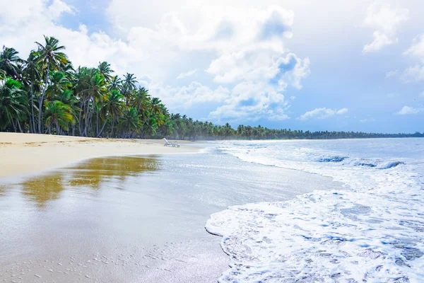 Palm okyanus gökyüzü