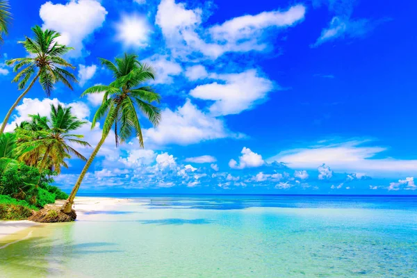 Céu oceano palma — Fotografia de Stock