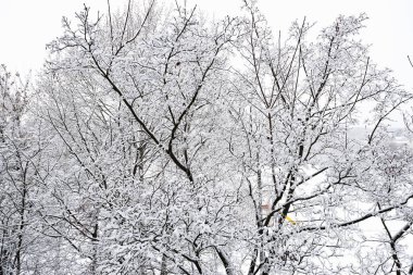 sonra yağmur, ağaçlar