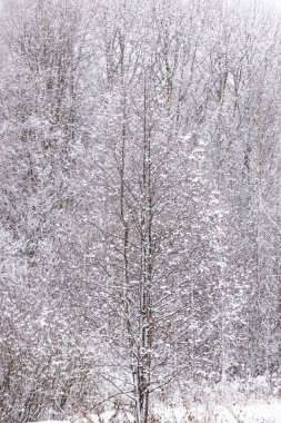 Kış ormanlarındaki güneş karla kaplı ağaçlar