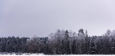 Kış ormanlarındaki güneş karla kaplı ağaçlar