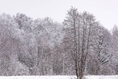 Kış ormanlarındaki güneş karla kaplı ağaçlar