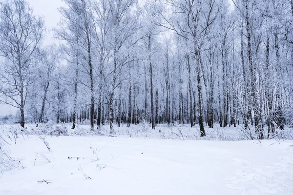 Sun in winter forest trees covered with snow — Stock Photo, Image