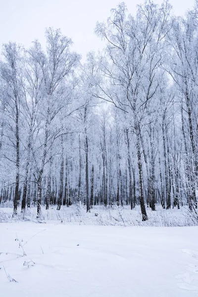 Zon in de winter bos bomen bedekt met sneeuw — Stockfoto