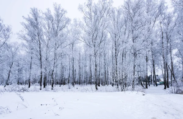 Sol en el bosque de invierno árboles cubiertos de nieve —  Fotos de Stock