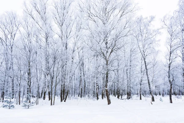 Zon in de winter bos bomen bedekt met sneeuw — Stockfoto