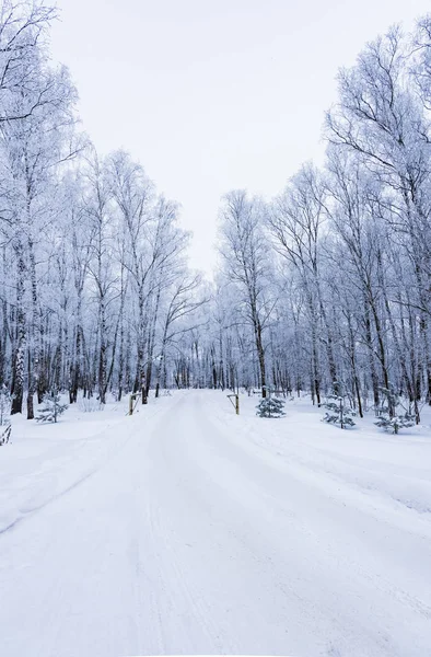 Strada invernale nel bosco — Foto Stock