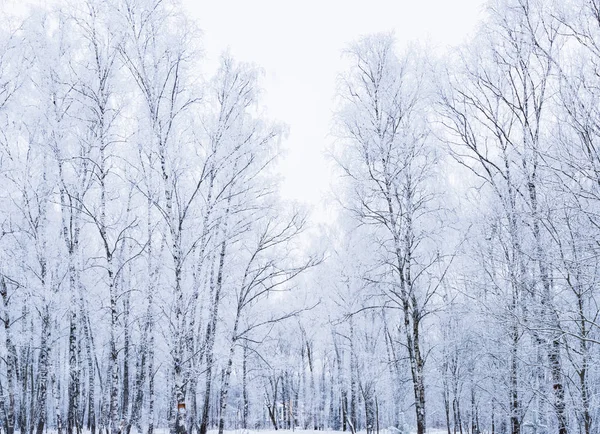 Sol no inverno árvores florestais cobertas de neve — Fotografia de Stock