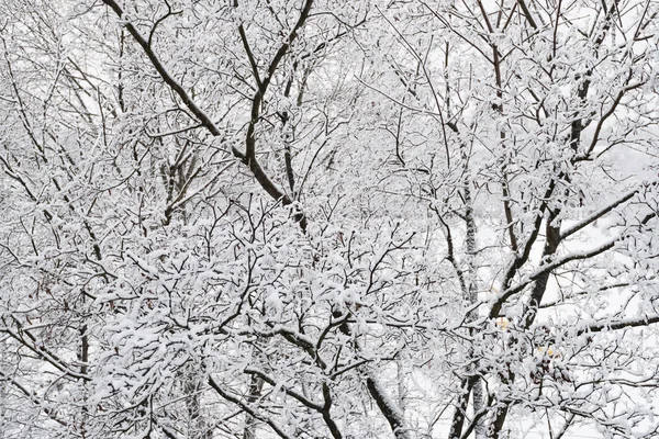 Bäume nach Eisregen — Stockfoto