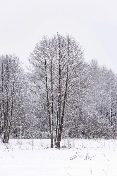 雪に覆われた冬の森の中の太陽 — ストック写真