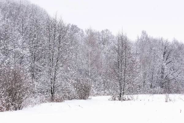 Zon in de winter bos bomen bedekt met sneeuw — Stockfoto