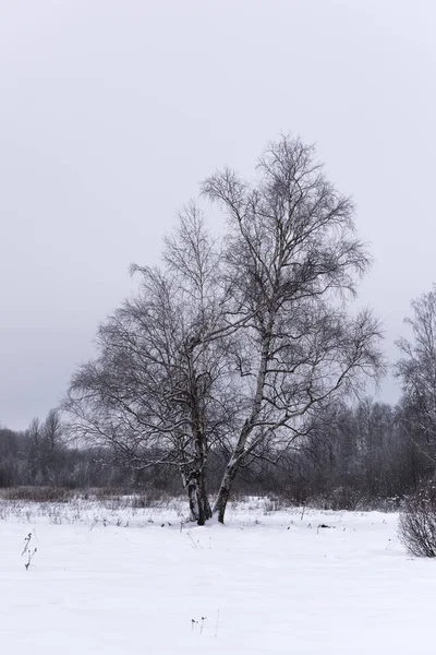 在冰雪覆盖的森林里晒太阳 — 图库照片