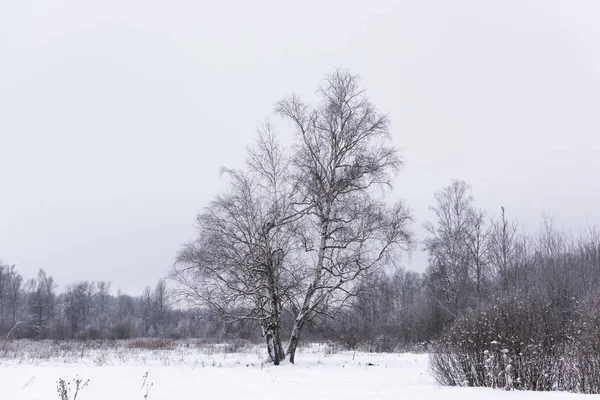 Étang non gelé en hiver — Photo