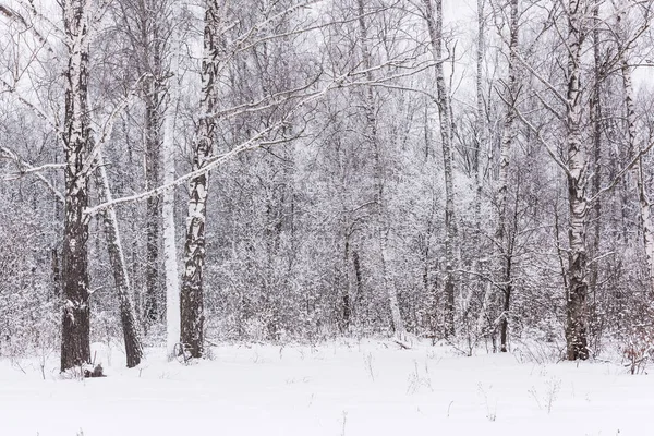 Sole in inverno alberi forestali coperti di neve — Foto Stock