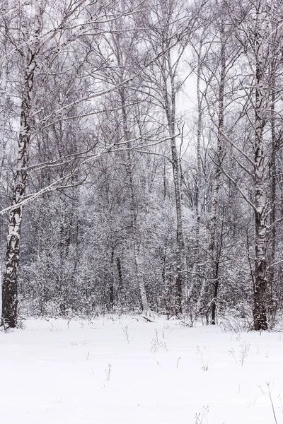 在冰雪覆盖的森林里晒太阳 — 图库照片
