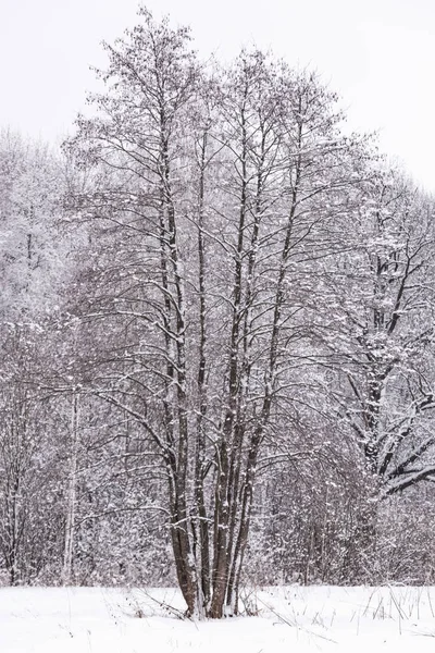 Sol en el bosque de invierno árboles cubiertos de nieve —  Fotos de Stock