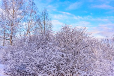 Kış orman ağaçlar karla kaplı