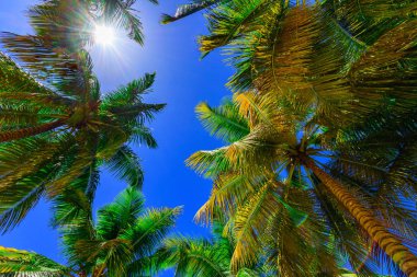 Palm güneş üst