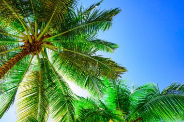 Palm güneş üst