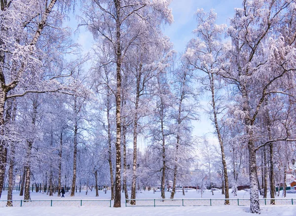 Sol no inverno árvores florestais cobertas de neve — Fotografia de Stock