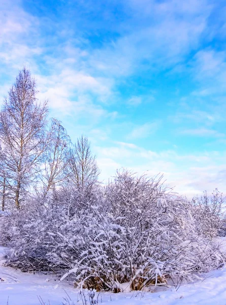 Nap téli erdő fák borított hó — Stock Fotó