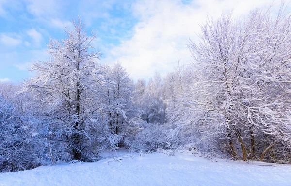 Sol no inverno árvores florestais cobertas de neve — Fotografia de Stock