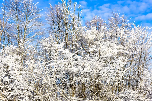 Ήλιος στα χειμερινά δάση που καλύπτονται με χιόνι — Φωτογραφία Αρχείου