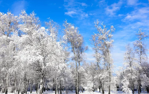 Sole in inverno alberi forestali coperti di neve — Foto Stock