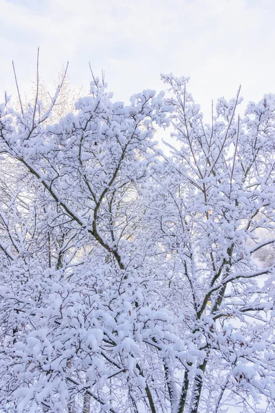 Sol på vintern skog träd täckta med snö — Stockfoto