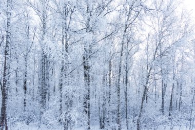 Kış ormanlarındaki güneş karla kaplı ağaçlar