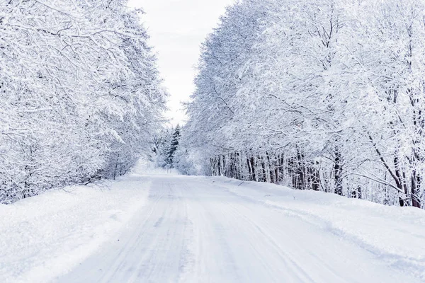 Winter weg in het bos — Stockfoto