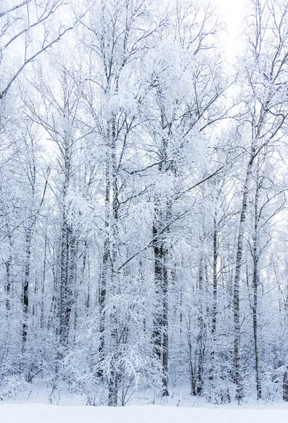 Slunce v zimě lesní stromy pokryté sněhem — Stock fotografie
