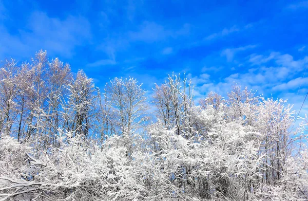 Sol no inverno árvores florestais cobertas de neve — Fotografia de Stock