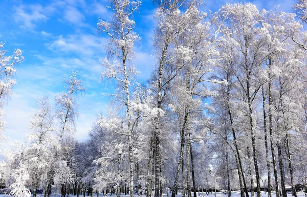 雪に覆われた冬の森の中の太陽 — ストック写真