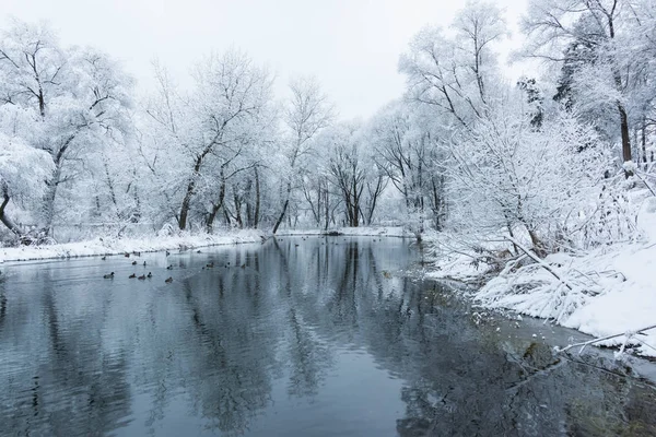 Étang non gelé en hiver — Photo