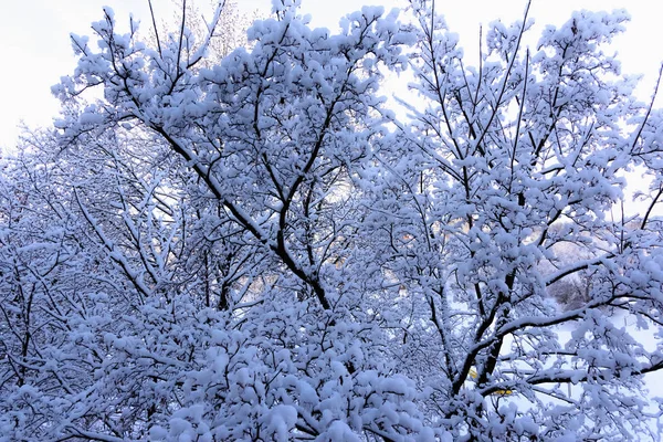 Bäume nach Eisregen — Stockfoto
