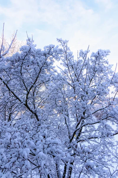 Alberi dopo pioggia gelida — Foto Stock