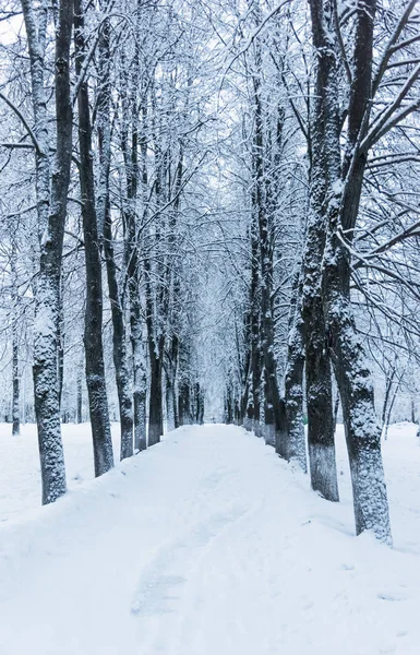 Winter park alley — Stockfoto