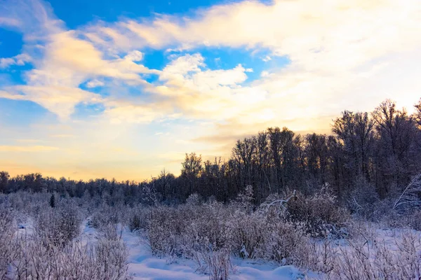 Sol no inverno árvores florestais cobertas de neve — Fotografia de Stock