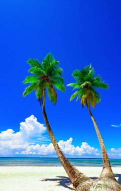 deniz gökyüzü güneş ağacı