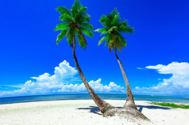 deniz gökyüzü güneş ağacı