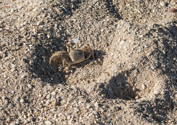 Krab na písku — Stock fotografie